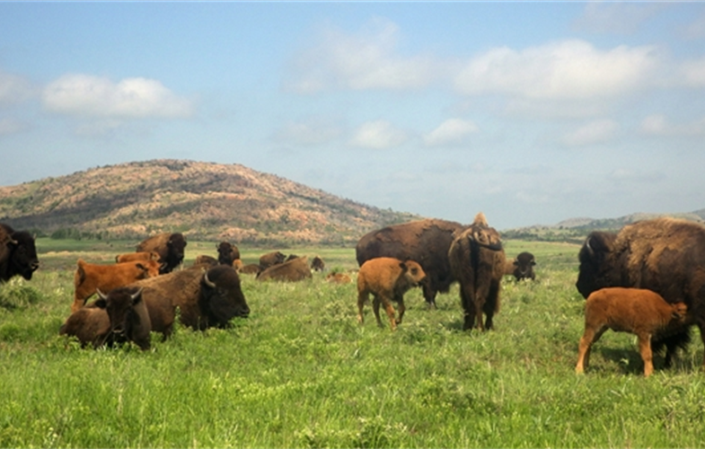 American bison in the Wichita Mountains Wildlife Refuge. CREDIT: S. Johnson. 